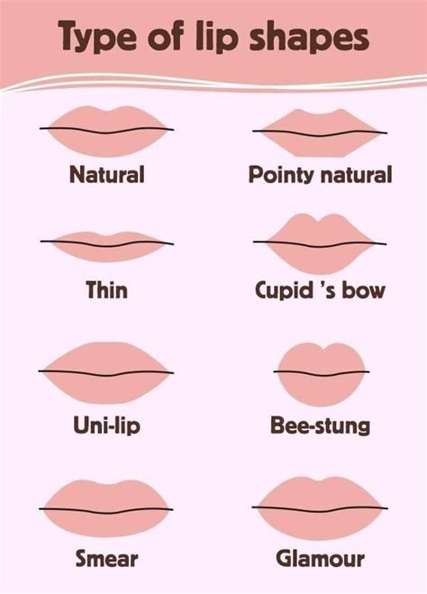 TYPES OF LIP SHAPES | Types of lips shape, Lip shapes, Lip types