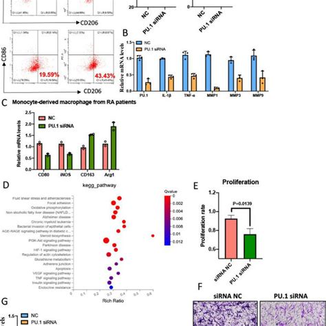 Effects Of The Pu1 On Macrophage And Fls In Vitro A C The Download Scientific Diagram