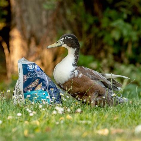 Duck and Swan Food (2.5kg) | CJ Wildlife