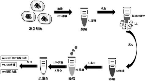 一种组蛋白提取试剂盒及其提取方法与流程2