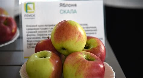 Яблоня Бессемянка Мичуринская Описание Фото – Telegraph