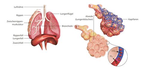 Zwerchfell Lunge Luftr Hre