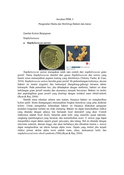 Pengenalan Media Dan Morfologi Bakteri Dan Jamur Staphylococcus