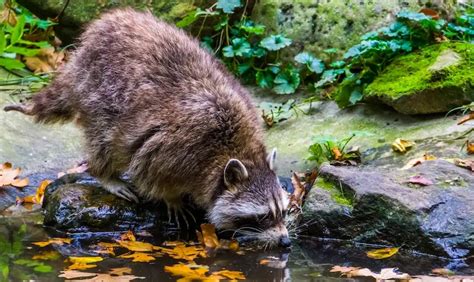 Rustling in the Rafters - A Guide to Raccoon-Proofing Your Attic - Pest ...