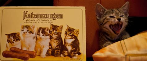 PS: Liebe Kinder: Katzenzungen bestehen natürlich nicht aus den Zungen ...