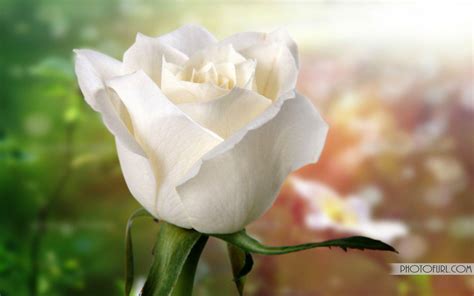 White Rose HD Desktop Wallpapers - Top Free White Rose HD Desktop ...