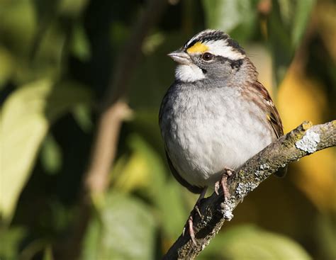 white-throated-sparrow – Wildlife In Nature