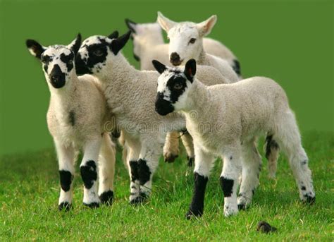 Lambs Playing stock photo. Image of meadow, grass, innocent - 93884