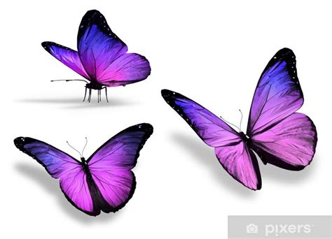 Sticker Trois violette papillon isolé sur fond blanc PIXERS FR