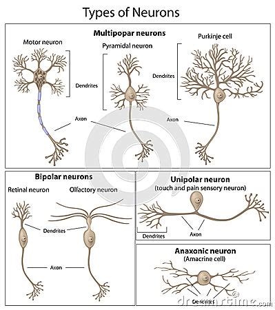 Types Of Neurons Stock Photography - Image: 18808422