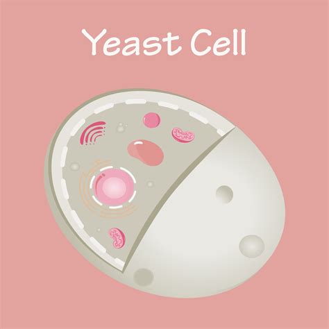 Diagram of a yeast cell 6787668 Vector Art at Vecteezy