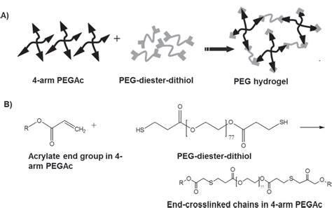 Schematic Of Peg Hydrogel Formation A Schematic Of The Covalent