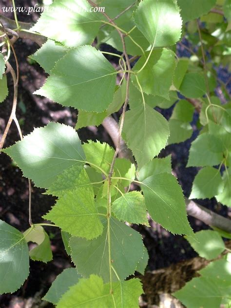 Betula Pendula El Abedul Plantas Y Jardín