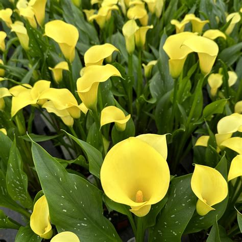 Calla Lily — Premier Color Nursery, Inc.