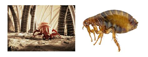 Fleas vs Dust mites: What’s the Difference?