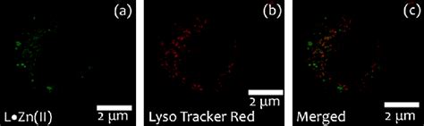 Colocalization Experiments Of Intracellular Localization Of L· Znii