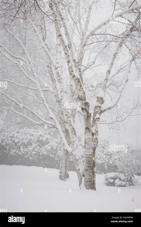 Birch trees snow hi-res stock photography and images - Alamy