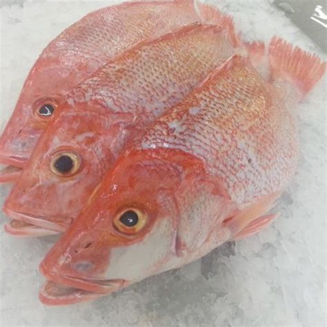 Frozen Snapper Whole Fishwhole Cleaned Vietoceanseafood