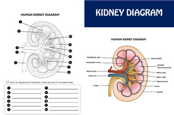 Human kidney worksheet for labelling and coloring by KKTPTstore | TPT