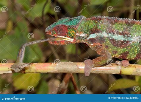 Male Panther Chameleon stock photo. Image of furcifer - 191479140