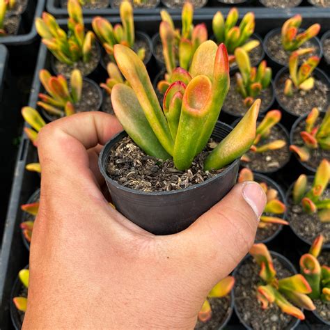 Crassula Ovata Red Coral Let Love Grow Succulent And Cactus