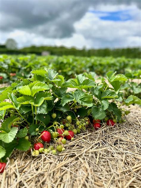 The first ripe strawberries are ready for picking 🍓 With just a couple