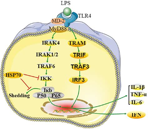 Inappropriate Activation Of Tlr4nf κb Is A Cause Of Heart Failure