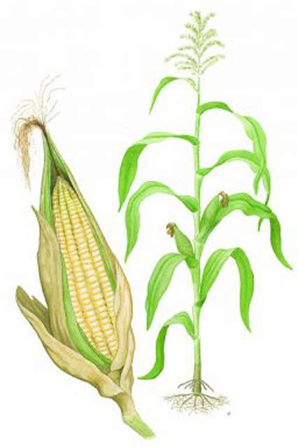 Maize Plant Diagram