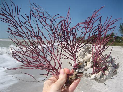 Purple Sea Fan I Love Shelling