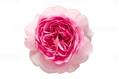 roze bloem geïsoleerd Aan een transparant achtergrond 22745479 PNG