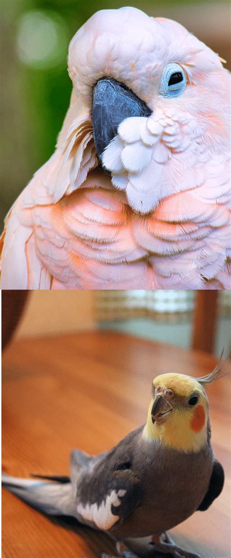 Cockatiel vs Cockatoo | What's The Difference? - Psittacology