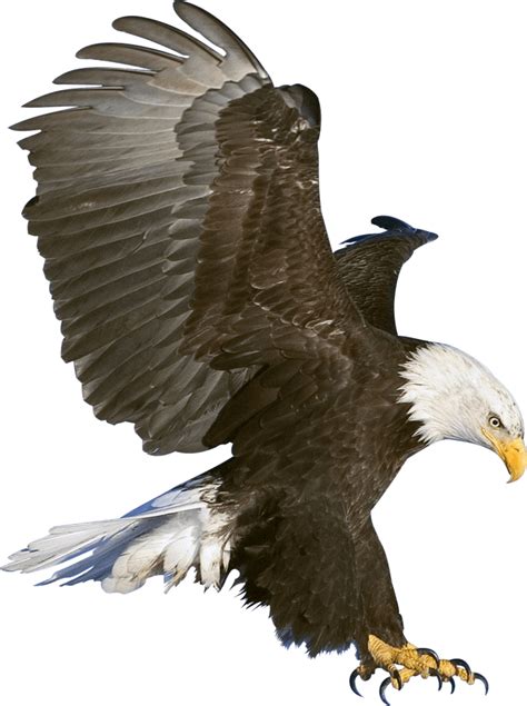 Eagle Claws Transparent Png Stickpng