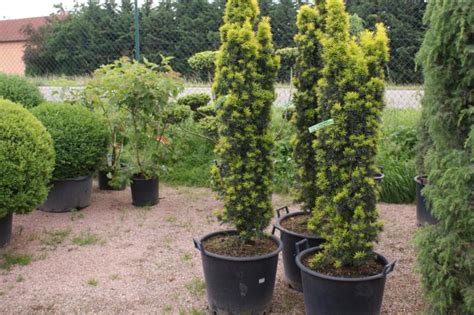 Taxus Baccata Fastigiata Aurea Gelbe S Uleneibe Pflanzenhof