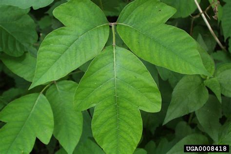 eastern poison-ivy (Toxicodendron radicans)