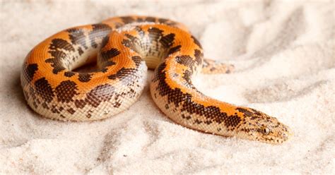 Kenyan Sand Boa Care Guide