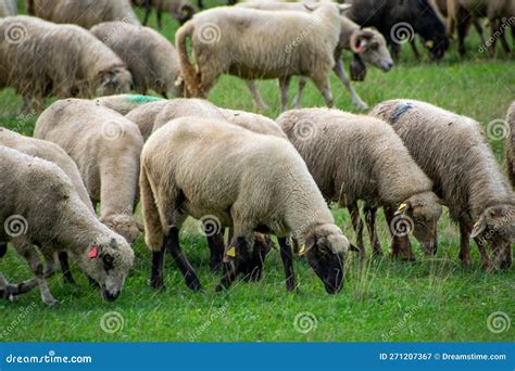 Large Group Of Sheep Grazing On A Lush Green Field Stock Image Image