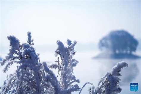 Charming Rime Scenery Near Songhua River In NE China S Jilin Xinhua