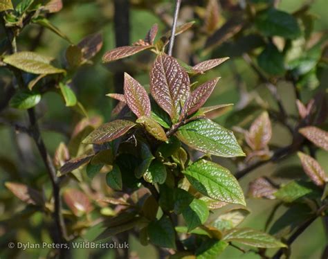 Hollyberry Cotoneaster Cotoneaster Bullatus Species Wildbristoluk