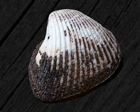 Curious Collectors Of Clam Shells Identification And Interesting Facts Hubpages