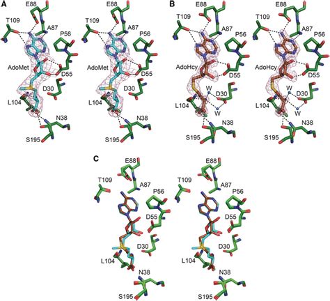 Stereo View Of The Cofactor Binding Site In The Active Site Region A