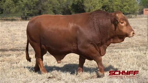 Lot 10 Schyff Beefmasters 1 Aug 2023 Youtube