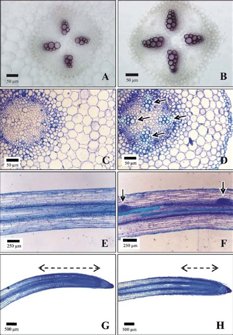 Light Microscopy Photomicrographs Of Control A C E G And Treated