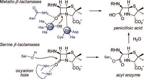 Hydrolysis Of A Penicillin By Lactamases Download Scientific Diagram