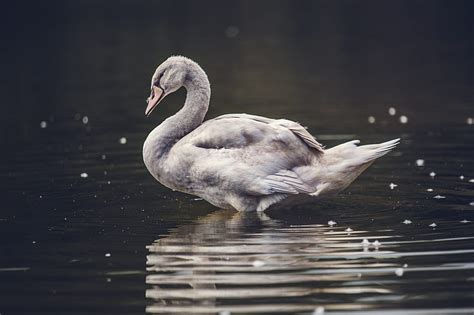 Lago De Los Cisnes Cisne Pájaros Animales Fondo De Pantalla Hd