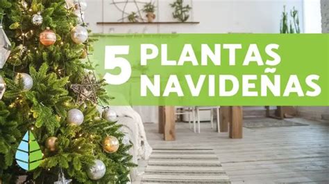 Plantas típicas de navidad Actualizado agosto 2024