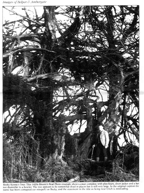 Shining Cliff Wood Ancient Yew Group