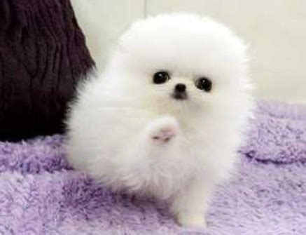 Teacup Pomeranian For Free | Teacup Pomeranian