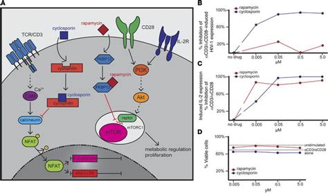 Jci Rapamycin Mediated Mtor Inhibition Uncouples Hiv Latency