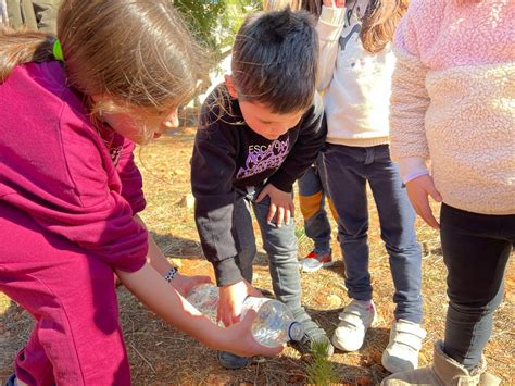 Dia de larbre CEIP DOMÍNGUEZ ROCA