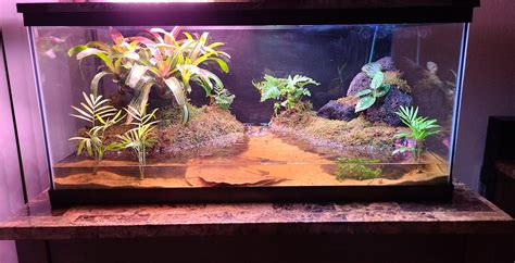 Fiddler Crab Habitat Setup